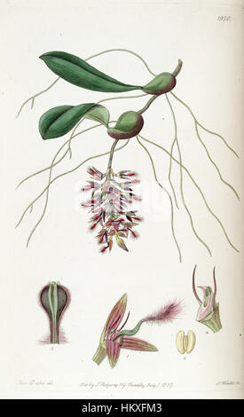 Diese botanische Illustration von *Edwards's Botanical Register* aus dem Jahr 1837 zeigt *Bulbophyllum saltatorium*, eine einzigartige Orchideenart. Die Abbildung hebt ihre Besonderheiten hervor und wurde in Band 23, Plate 1970, veröffentlicht. Stockfoto