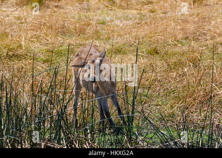 Weibchen der Antilope Letschwe (Kobus Leche) oder südlichen Lechwe, Caprivi Strip Wildpark Nambwa Namibia, Afrika Safari Wildlife und Wildnis Stockfoto