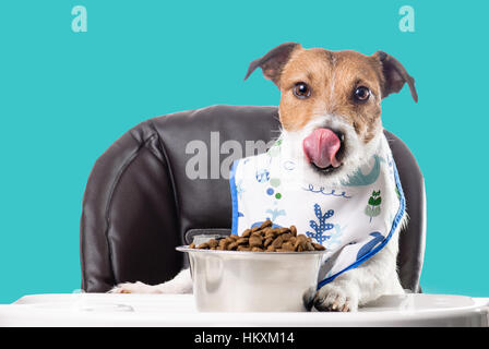 Hund leckt nach Trockenfutter Essen aus Schüssel Stockfoto