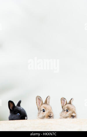 Jungen europäischen Kaninchen (Oryctolagus Cuniculus), Lebensraum, Niederösterreich, Österreich Stockfoto