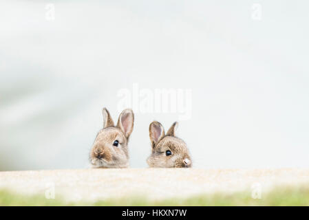 Jungen europäischen Kaninchen (Oryctolagus Cuniculus), Lebensraum, Niederösterreich, Österreich Stockfoto