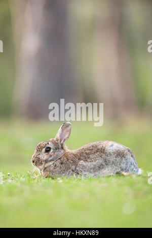 Europäischen Kaninchen (Oryctolagus Cuniculus), Niederösterreich, Österreich Stockfoto