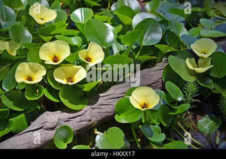 Gelbe Blüten in der aquatischen Wasser Mohn Hydrocleys Nymphoides wächst in einem Fluss, Royal National Park, Sydney. Stockfoto