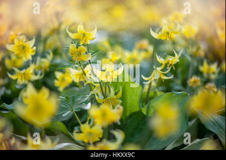 Nahaufnahme der Frühling Blüte gelb Erythronium Tuolumnense 'Pagode' blüht auch bekannt als Hundes Zahn Violett "Pagode". Stockfoto