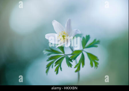 Die zarten weißen Frühlingsblume von Buschwindröschen auch bekannt als Anemone Nemorosa, Aufnahme auf einem weichen Hintergrund Stockfoto