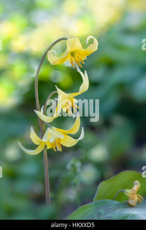 Nahaufnahme der Frühling Blüte gelb Erythronium Tuolumnense 'Pagode' blüht auch bekannt als Hundes Zahn Violett "Pagode". Stockfoto