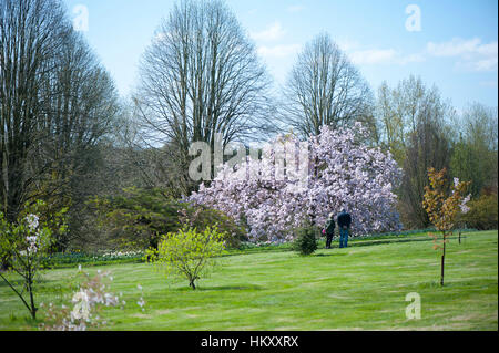 Japanische Zierkirsche Prunus 'Matsumae-Fuki' Baum auch bekannt als Prunus 'Chocolate Ice', Aufnahme vor einem blauen Himmel. Stockfoto