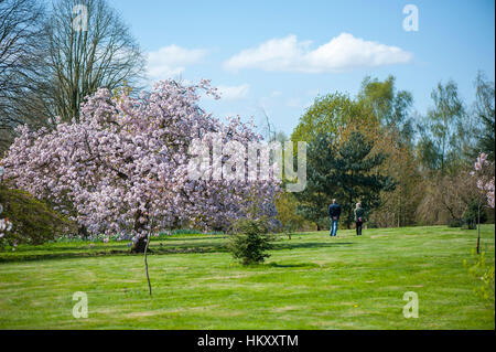 Japanische Zierkirsche Prunus 'Matsumae-Fuki' Baum auch bekannt als Prunus 'Chocolate Ice', Aufnahme vor einem blauen Himmel. Stockfoto