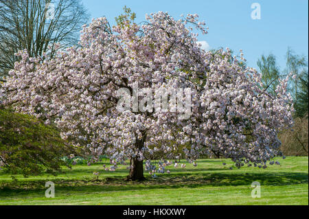 Japanische Zierkirsche Prunus 'Matsumae-Fuki' Baum auch bekannt als Prunus 'Chocolate Ice', Aufnahme vor einem blauen Himmel. Stockfoto