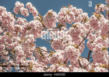 Japanische Zierkirsche Prunus 'Matsumae-Fuki' Baum auch bekannt als Prunus 'Chocolate Ice', Aufnahme vor einem blauen Himmel. Stockfoto