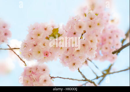 Prunus Shshui Sakura, japanische blühende Kirschbaum weiche rosa Frühlingsblüten, Aufnahme vor einem blauen Himmel. Stockfoto