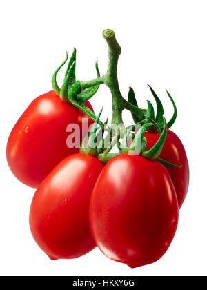 Cluster von frischen Pflaumen Verarbeitung Roma VF Tomaten (Solanum Lycopersicum), Vine. Clipping-Pfad, schattenfreie Stockfoto