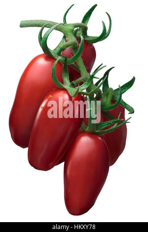 Cluster von frischen einfügen San Marzano Tomaten (Solanum Lycopersicum), Vine (TOV). Clipping-Pfad, schattenfreie Stockfoto