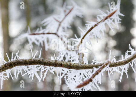 Großen Eis-Nadeln an einem kleinen Ast. Stockfoto