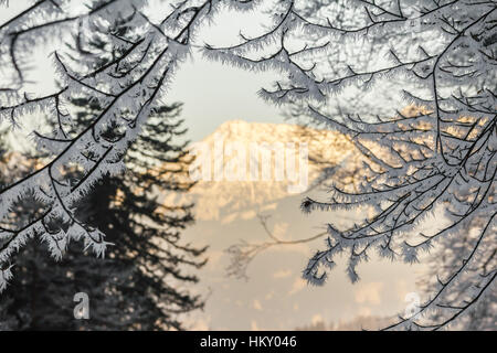 Großen Eis-Nadeln auf Zweigen. Organe beleuchtete Berg im Hintergrund. Stockfoto