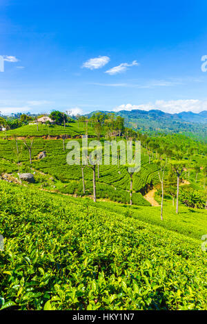 Haus auf einem Hügel mit Blick auf unglaubliche Ausblicke des gepflegten Teeplantage und ordentlich Pflanzenreihen unten im Hochland Haputale Stockfoto