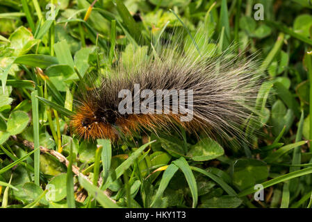 Woolly Bär Raupe des Garten Tiger Moth auf Klee Stockfoto