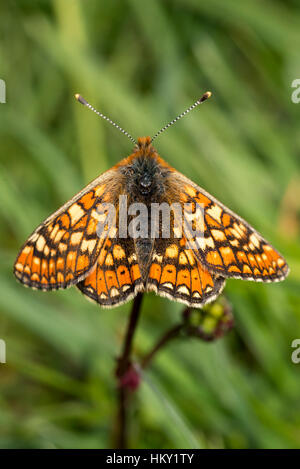 Marsh Fritillary Butterfly, Etikett Aurinia, auf Salat Burnet mit offenen Flügeln Stockfoto