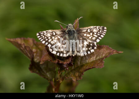 Winzige ergrauten Skipper Butterfly, Pyrgus Malvae, am Dornbusch Blatt mit offenen Flügeln Stockfoto