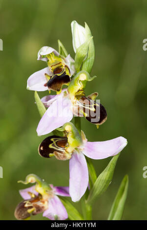 Drei Biene Orchidee blüht, Ophrys Apifera, auf einen einzelnen Stamm mit einem unscharfen Hintergrund Stockfoto