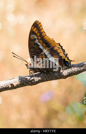 Zweiseitige Pascha Schmetterling, Charaxes Jasius, sitzend auf Ast mit Flügelunterseiten zeigen und cremige Hintergrund unscharf Stockfoto