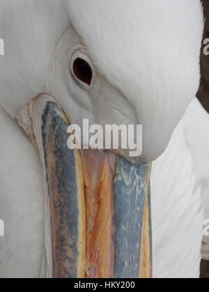 Nahaufnahme von Great White Pelican Kopf zeigen Augen- und Teil des Schnabels Stockfoto