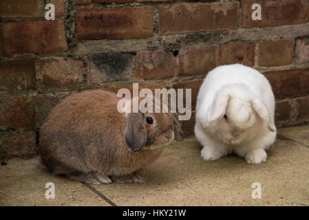 Braune männliche und weiße weibliche Mini lop eared Hasen Stockfoto