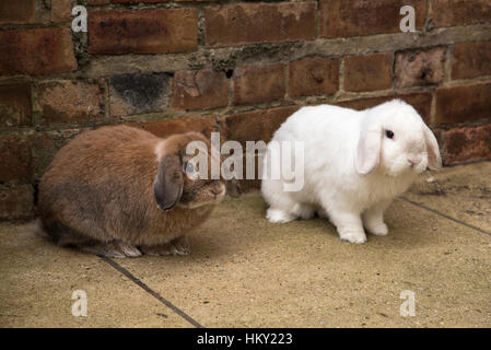 Braune männliche und weiße weibliche Mini lop eared Hasen Stockfoto