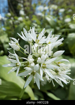 Bärlauch, Allium Ursinum, auch bekannt als wilder Knoblauch Flowerhead mit vielen weißen Blüten Stockfoto