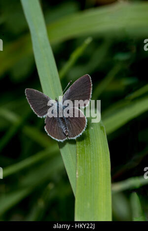 Winzig kleine blaue Schmetterling, Cupido ZIP, sonnen sich auf einem Grashalm mit Flügeln offen Badbruy Ringe in Dorset, England Stockfoto