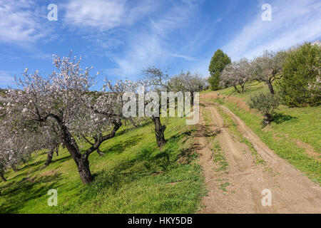 Andalusische Landschaft mit blühenden Mandelbäume Bäume im Januar, Andalusien, Spanien. Stockfoto