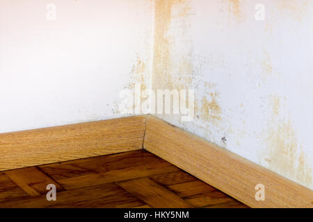 Persistente Schimmel an der Ecke in der Wand des Zimmers. Stockfoto