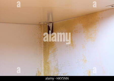 Persistente Schimmel an der Wand im Schrank und Regale. Heizung in der Nähe  der Ecke hängen Stockfotografie - Alamy