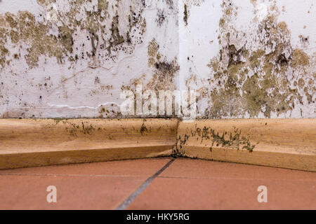 Schimmel und Feuchtigkeit Anhäufung an Ecke Wand eines Hauses. Stockfoto