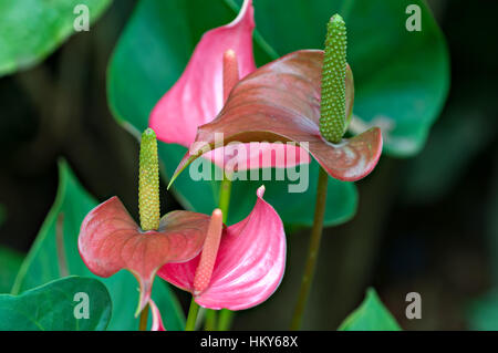 Pastell farbigen Anthurium Lilien. Stockfoto