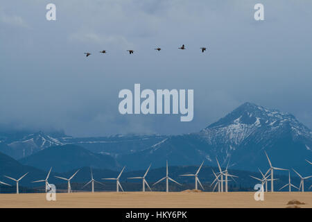 Migrieren von kanadische Gänse, Windparks und die Rocky Mountains, nördlich von der US-Grenze in der Nähe von Waterton Lakes National Park in Alberta, Kanada. Stockfoto