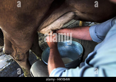 Melken einer Kuh mit der hand. Authentische Berg Scheune Stall mit Kühen verwendet von den Hirten in der Sommersaison für weidende Kühe melken. Stockfoto