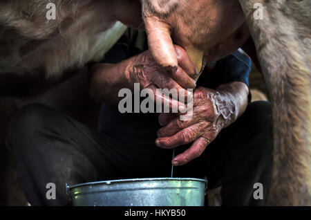 Melken einer Kuh mit der hand. Authentische Berg Scheune Stall mit Kühen verwendet von den Hirten in der Sommersaison für weidende Kühe melken. Stockfoto