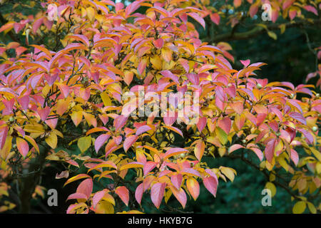 Stewartia Pseudocamellia - Blätter Laub Kamelie im Herbst - Oktober - Oxfordshire Stockfoto