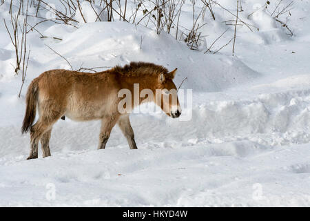 Przewalski-Pferd (Equus Ferus Przewalskii) ursprünglich aus den Steppen der Mongolei, Zentralasien im Schnee im winter Stockfoto