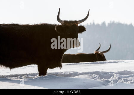 Heckrindern (Bos Domesticus) Stier im Schnee im Winter. Versuch, zurück zu die ausgestorbenen Auerochsen (Bos Primigenius) züchten