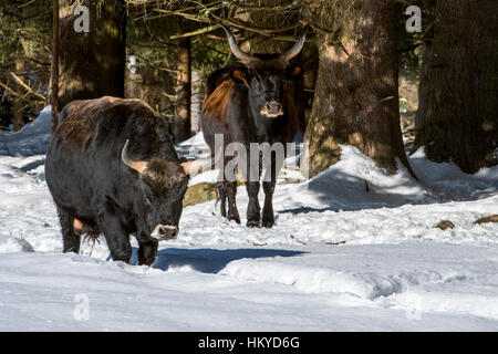 Heck-Rinder (Bos Domesticus) Stier und Kuh im Schnee im Winter. Versuch, zurück zu die ausgestorbenen Auerochsen (Bos Primigenius) züchten