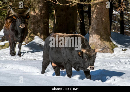 Heck-Rinder (Bos Domesticus) Stier und Kuh im Schnee im Winter. Versuch, zurück zu die ausgestorbenen Auerochsen (Bos Primigenius) züchten
