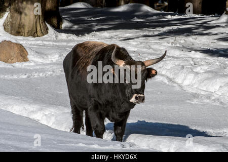 Heckrindern (Bos Domesticus) bull, Wandern im Schnee im Winter. Versuch, zurück zu die ausgestorbenen Auerochsen (Bos Primigenius) züchten