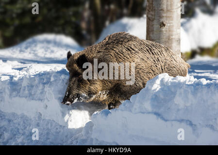 Wildschwein (Sus Scrofa) Eber laufen im Tiefschnee im Pinienwald im winter Stockfoto