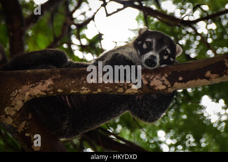 Wilde Nasenbär (Coatimundi) erstreckt sich auf einem Baum in Guanacaste, Costa Rica Stockfoto