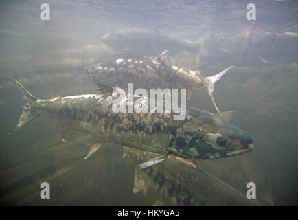 Herbst Lauf von Chum Salmon, sie laichen und dann sterben sie, Qualicum Vancouver Island, BC. Kanada Stockfoto