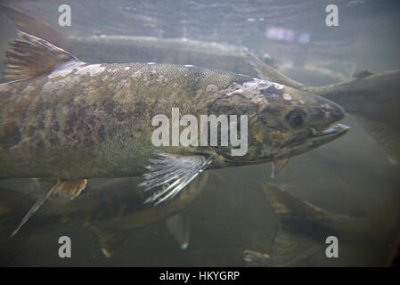 Herbst Lauf von Chum Salmon, sie laichen und dann sterben sie, Qualicum Vancouver Island, BC. Kanada Stockfoto