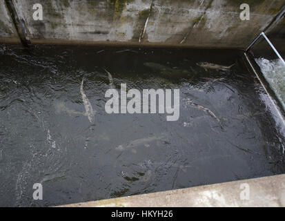 Herbst Lauf von Chum Salmon, sie laichen und dann sterben sie, Qualicum Vancouver Island, BC. Kanada Stockfoto