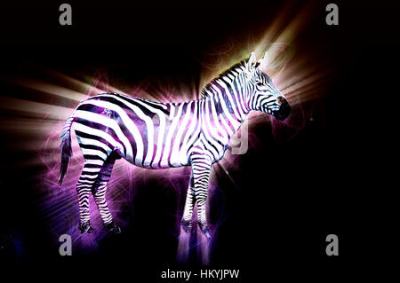 Digital Imagegewinn eine gemeinsame Zebra oder Ebenen Zebra (Equus Granti) fotografiert in Kenia, Masai Mara Stockfoto